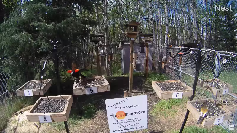 Unique live stream of birdfeeding by Foodhill Birds and CamStreamer App